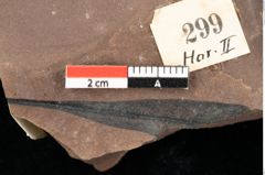 Foto (Detailansicht) von Pinus leuce Unger (NHMW-GEO-2024-0188-0299)